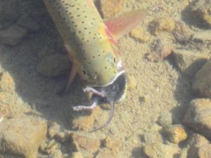 Cutthroat trout eats a mouse