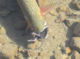 Cutthroat trout eats a mouse