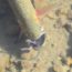 Cutthroat trout eats a mouse