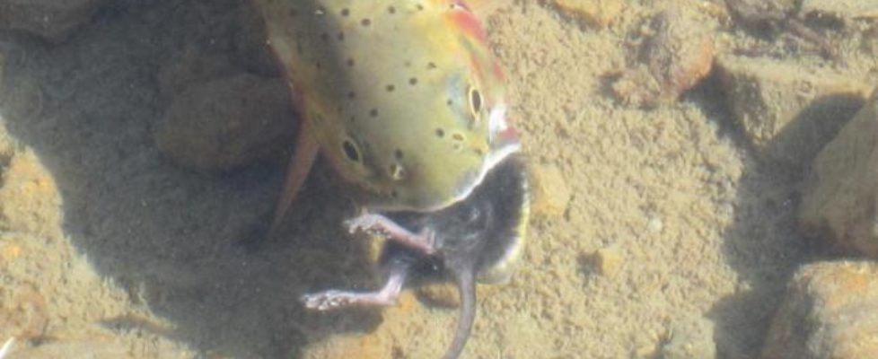 Cutthroat trout eats a mouse