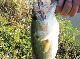 Fall Bass Fishing