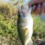 Fall Bass Fishing