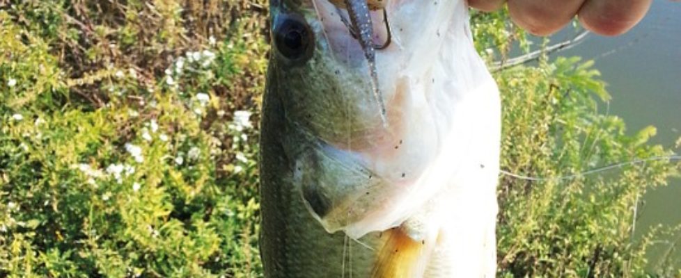 Fall Bass Fishing