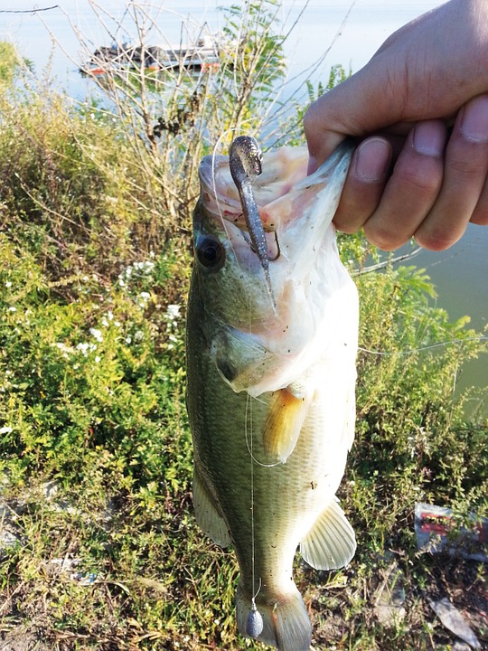 Fall Bass Fishing - Finding Big PNW Bass In The Fall