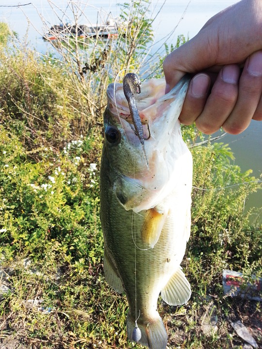 Fall Bass Fishing