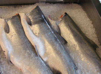 Coho Salmon On Display