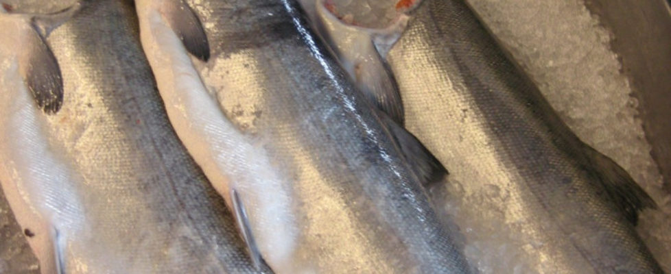 Coho Salmon On Display