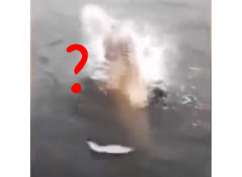 mystery predator