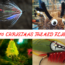 Christmas Fly Patterns