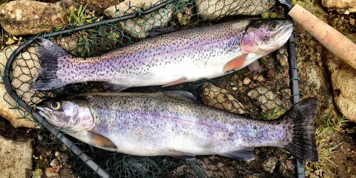 Trout Fishing  Trolling for rainbow trout with dodgers