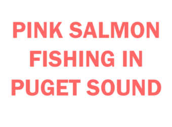 pink salmon fishing in Puget Sound Basics