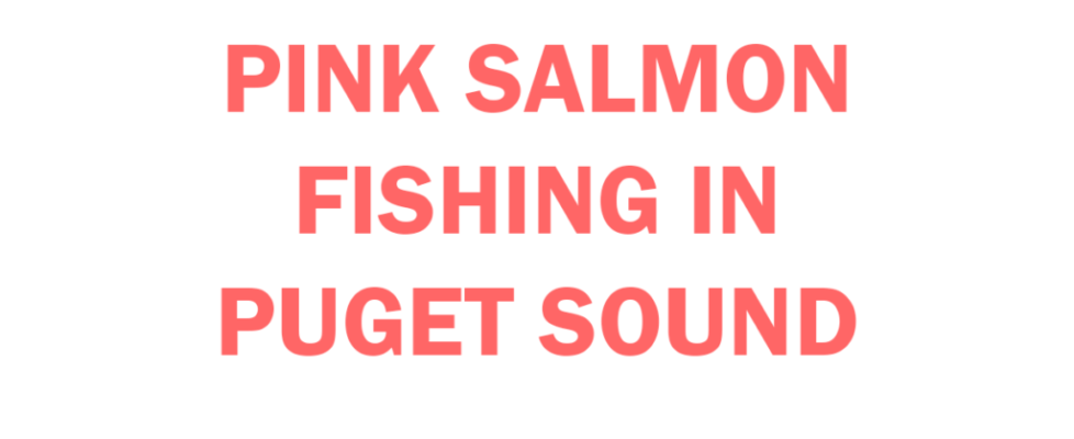 pink salmon fishing in Puget Sound Basics