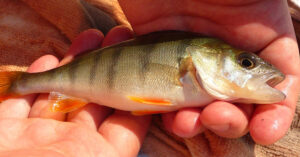 Fishing for perch in Washington State