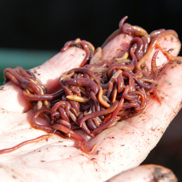 Red Wiggler Worms for fishing